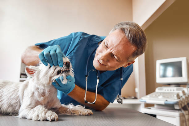 Best Emergency Dental Care for Sports Injuries in Forsgate, NJ